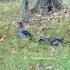 Turkeys in Cades Cove